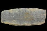 Fossil Horsetail (Annularia) - Mazon Creek #68912-2